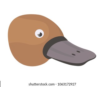 platypus head wild animal australian