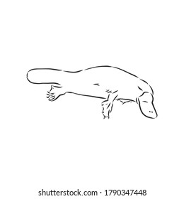 Platypus illustration, drawing, engraving, ink, line art, vector