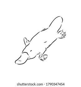 Platypus illustration, drawing, engraving, ink, line art, vector