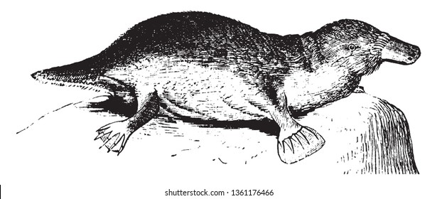 Platypus is an interesting mammal which inhabits the rivers and lakes of Australia and Tasmania, vintage line drawing or engraving illustration.