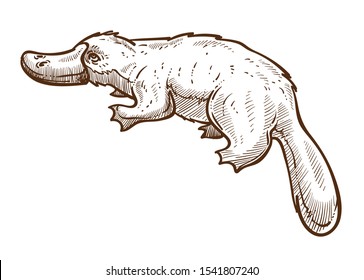 Platypus isolated sketch, duckbill animal, Australian symbol vector. Wild species with fur, beak and flippers, weird creature with long tail drawing. Australia fauna, zoology and world traveling