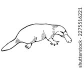 Platypus on the side. Drawing with black lines, marker, line art. Vector illustration