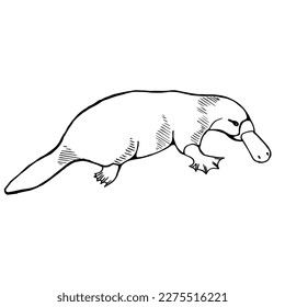 Platypus on the side. Drawing with black lines, marker, line art. Vector illustration