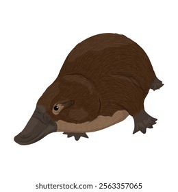 Platypus Ornithorhynchus anatinus or duck-billed platypus. Endemic species of Australia and Tasmania. Realistic vector animal