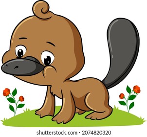 The platypus is playing and sitting on the field of illustration