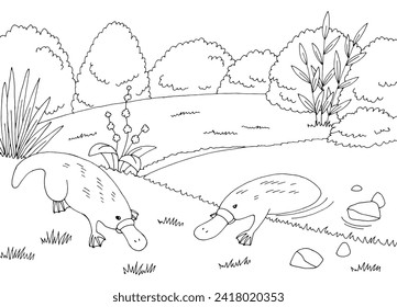 Platypus in pond graphic black white sketch landscape illustration vector