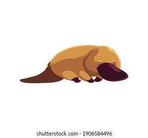 platypus portrait of wild australian animal, isolated on white background vector illustration