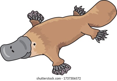 
Platypus are rare animals that live in Australia.