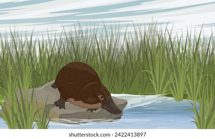 The platypus sits on a stone on the shore of a lake. Tall green coastal grass. Endemic species of Australia and Tasmania. Realistic vector landscape