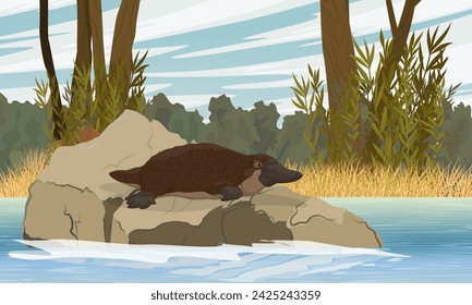 El ornitorrinco se asienta sobre una piedra que sobresale del lago. Especies endémicas de Australia y Tasmania. Paisaje vectorial realista