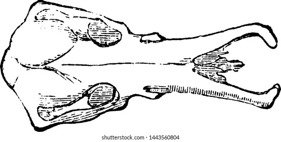 Platypus Skull, vintage engraved illustration.