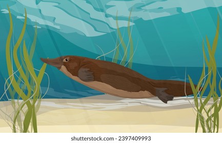 The platypus swims near the bottom of the river with algae. Endemic species of Australia and Tasmania. Realistic vector landscape