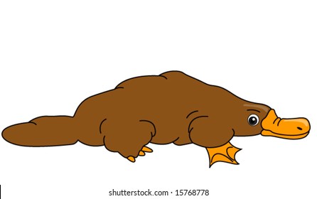 Platypus - Vector