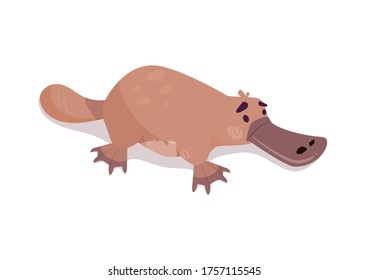 Platypus vector, aquatic mammal animal. Funny beast from Australian series. Fluffy animal in cartoon style isolated on white background. Illustrations for children's books, encyclopedias, posters