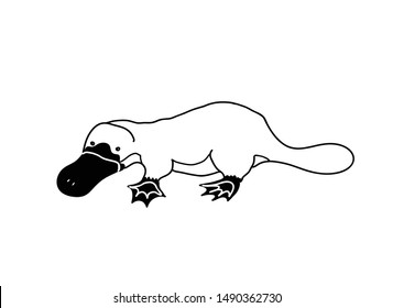 Platypus vector illustration. Black and white doodle of an australian animal.