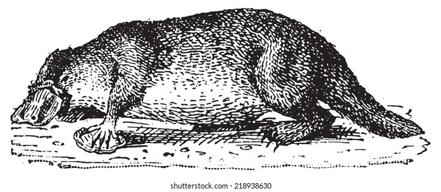 Platypus, vintage engraved illustration. Dictionary of words and things - Larive and Fleury - 1895.