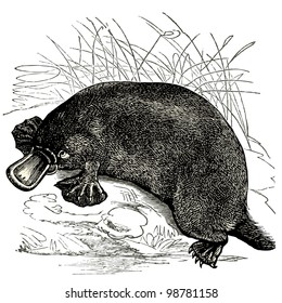 Platypus - vintage engraved illustration - "Dictionnaire encyclopÃ?Â©dique universel illustrÃ?Â©" By Jules Trousset - 1891 Paris