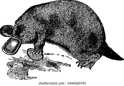 Platypus, vintage engraved illustration drawing