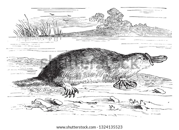 Platypus, vintage engraved illustration. From\
Zoology Elements from Paul\
Gervais\

