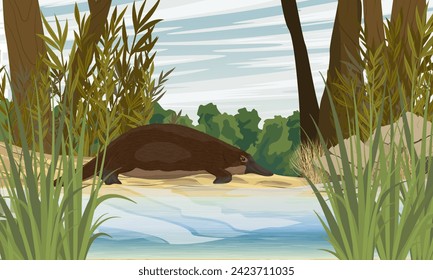 The platypus walks along the sandy bank of a river in thickets of plants. Endemic species of Australia and Tasmania. Realistic vector landscape