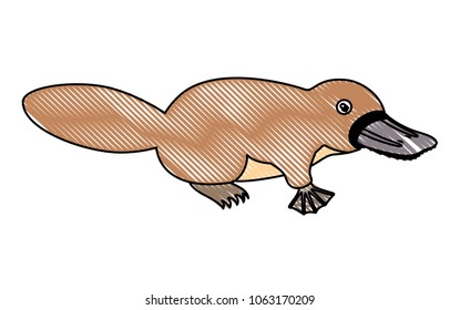 platypus wild animal australian