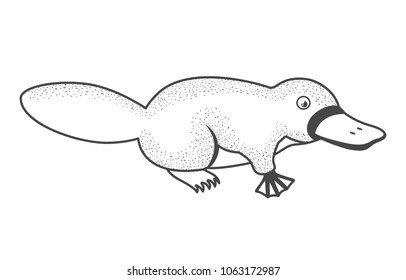 platypus wild animal australian