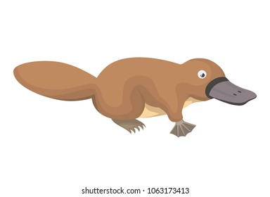 platypus wild animal australian