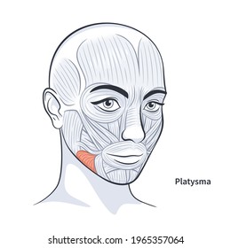 Platysma. Facial muscles of the female. Detailed bright anatomy isolated on a white background vector illustration