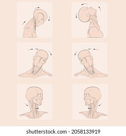 Platysma Volumetric area of ​​the anatomy drawing of the neck. neck exercises, neck rotation, neck pain