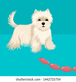 Play with a dog, pet, beggar food, dog food, feed stray animals. Vector flat style cartoon illustration