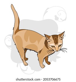 Playful brown cat with tails up in white background