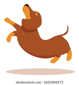 Dachshund marrom lúdico pulando e se divertindo