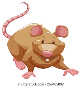 Playful brown rat on a white background