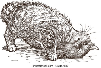 playful cat