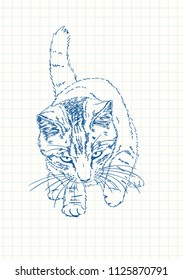 Playful cat with tail up and long whiskers, Blue pen sketch on square grid notebook page, Hand drawn vector illustration