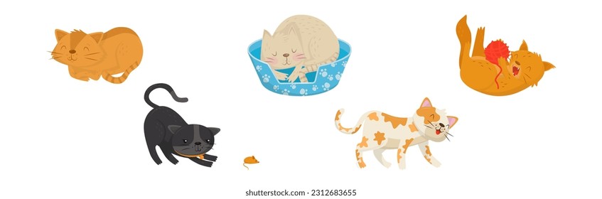 Playful Cats as Fluffy Feline with Cute Snout in Different Pose Vector Set