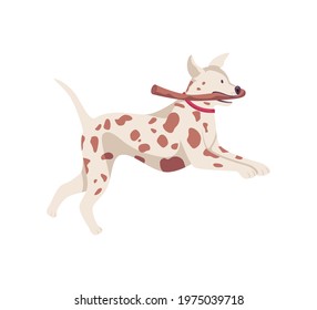 A playful Dalmatian dog runs with a wooden stick in its teeth.Flat vector illustration isolated on white background.