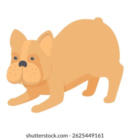 Playful french bulldog is stretching its front legs, preparing for a fun play session