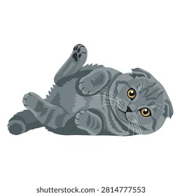 Playful Gray Scottish Fold Kitten Lying on its Back Vector Illustration Isolated on White Background