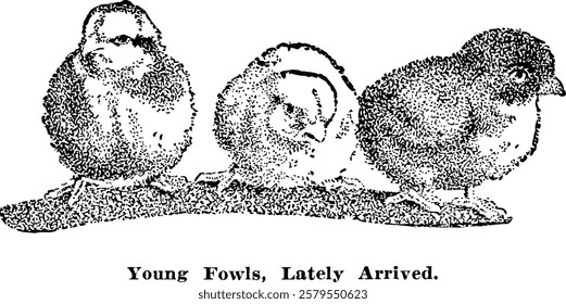 A playful hand-drawn sketch featuring three adorable chicks, exuding cuteness and charm. Accompanied by the caption "young fowls lately arrived".