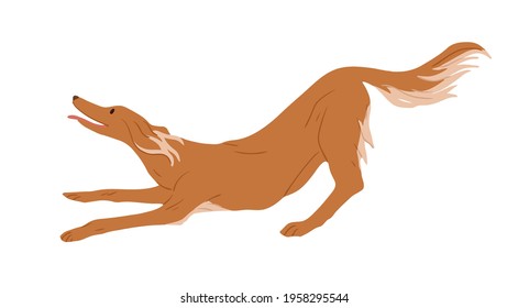 Playful Irish red Setter isolated on white background. Hunting dog. Purebred doggy. Colored flat vector illustration of hairy gundog