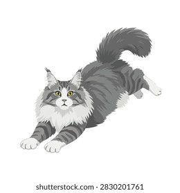 Playful Maine Coon Cat