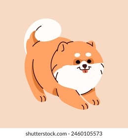 Playful pomeranian puppy. Adorable baby german spitz. Happy pup of pom dog. Popular toy breed. Fluffy small doggy with orange coat plays. Friendly pet has fun. Flat isolated vector illustration