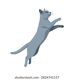 Playful Russian Blue Cat Leaping and Reaching Up Isolated on White Background Vector Illustration