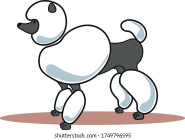 caniche blanco juguetón en blanco y gris