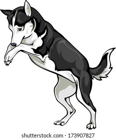 playing dog