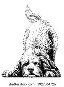 Playing dog. Wall sticker. Graphic, black-and-white, sketch portrait of a Bernese mountain dog puppy on a white background. Digital drawing. vector graphics