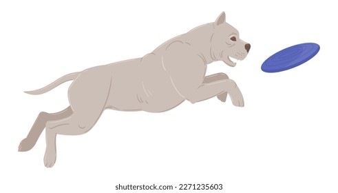 Playing pitbull. Cartoon active domestic puppy playing with frisbee, happy energetic american staffordshire terrier flat vector illustration