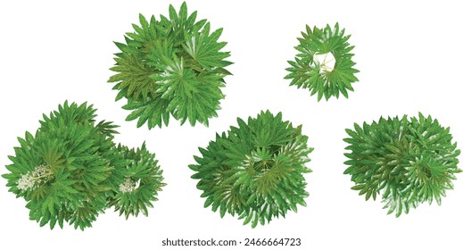 Plerandra elegantissima Trees isolated on white background, tropical trees isolated used for design from the top view