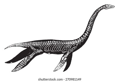 Plesiosaur, vintage engraved illustration. Natural History of Animals, 1880.
